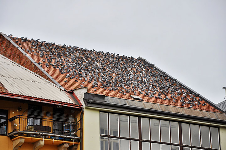 A2B Pest Control are able to install spikes to deter birds from roofs in Leigh On Sea. 