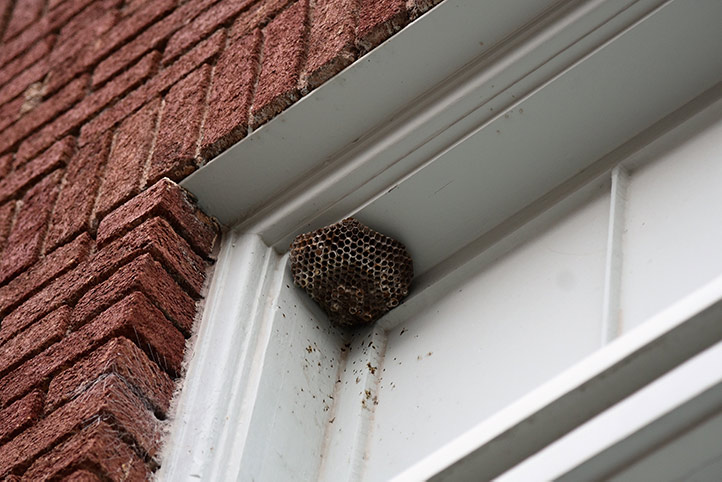 We provide a wasp nest removal service for domestic and commercial properties in Leigh On Sea.
